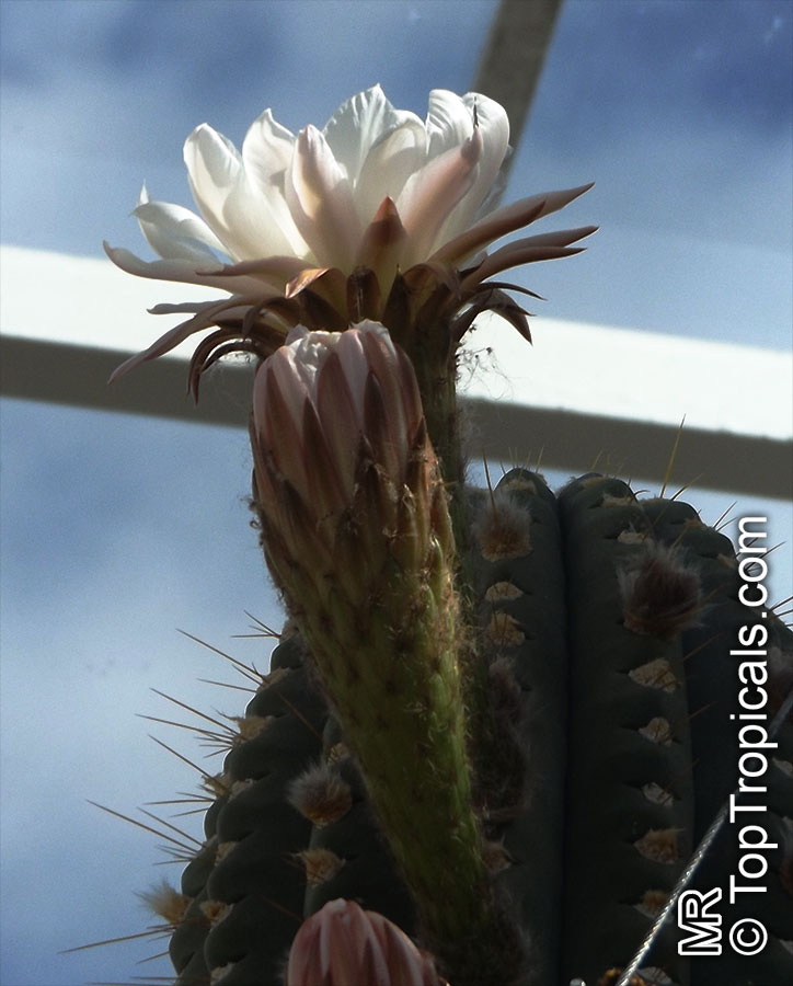 Echinopsis terscheckii, Trichocereus terscheckii, Cardon Grande Cactus, Argentine Saguaro