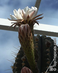 Echinopsis terscheckii, Trichocereus terscheckii, Cardon Grande Cactus, Argentine Saguaro

Click to see full-size image