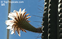 Echinopsis terscheckii, Trichocereus terscheckii, Cardon Grande Cactus, Argentine Saguaro

Click to see full-size image