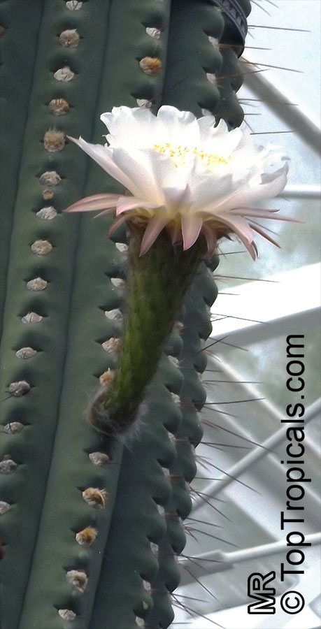 Echinopsis terscheckii, Trichocereus terscheckii, Cardon Grande Cactus, Argentine Saguaro