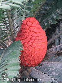 Encephalartos ferox , Tongaland Cycad 

Click to see full-size image