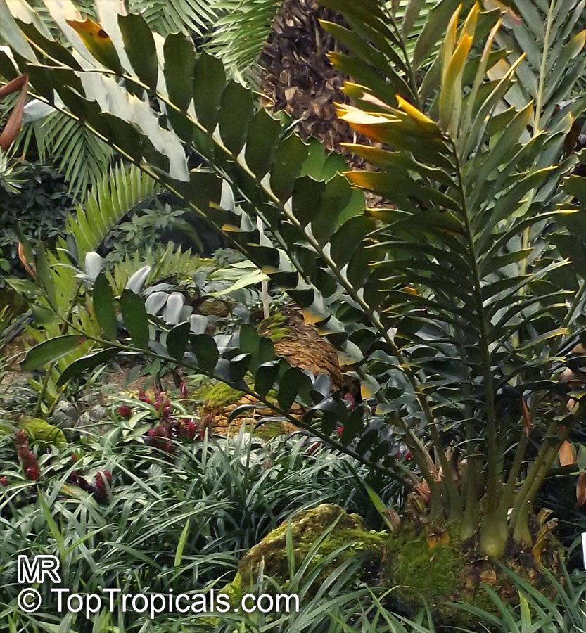 Encephalartos ferox , Tongaland Cycad 