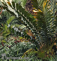 Encephalartos ferox , Tongaland Cycad 

Click to see full-size image