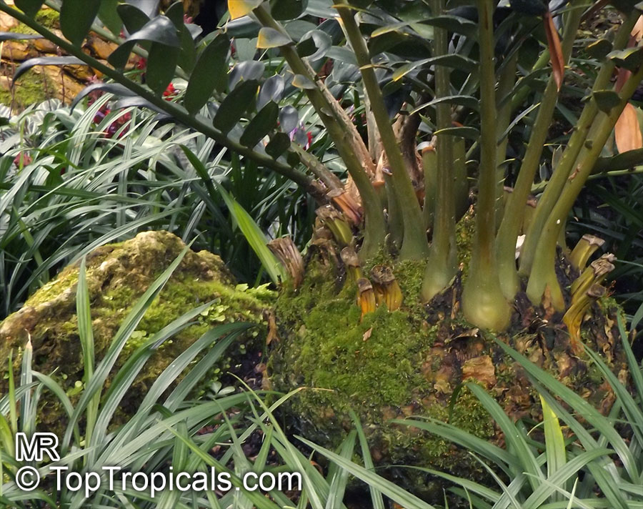 Encephalartos ferox , Tongaland Cycad 