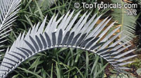 Encephalartos sp., Bread Palms, Bread Tree, Kaffir Bread

Click to see full-size image
