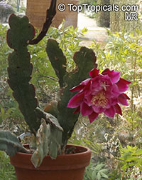 Epiphyllum sp., Orchid Cactus, Leaf Cactus

Click to see full-size image