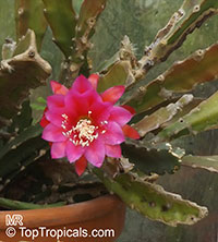 Epiphyllum sp., Orchid Cactus, Leaf Cactus

Click to see full-size image