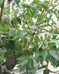 Eucalyptus sp., Eucalyptus

Click to see full-size image