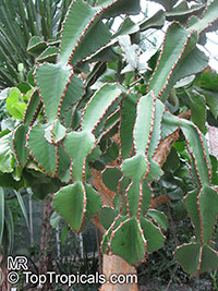 Euphorbia cooperi, Transvaal Candelabra Tree, Bushveld Candelabra Euphorbia

Click to see full-size image