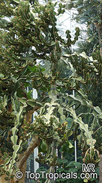Euphorbia cooperi, Transvaal Candelabra Tree, Bushveld Candelabra Euphorbia

Click to see full-size image