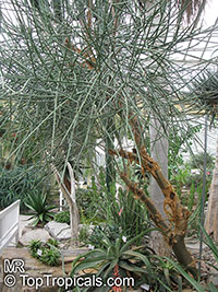 Euphorbia espinosa, Euphorbia gynophora, Euphorbia nodosa, Woody Euphorbia

Click to see full-size image