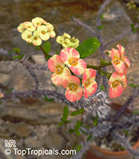 Euphorbia milii, Crown of thorns

Click to see full-size image