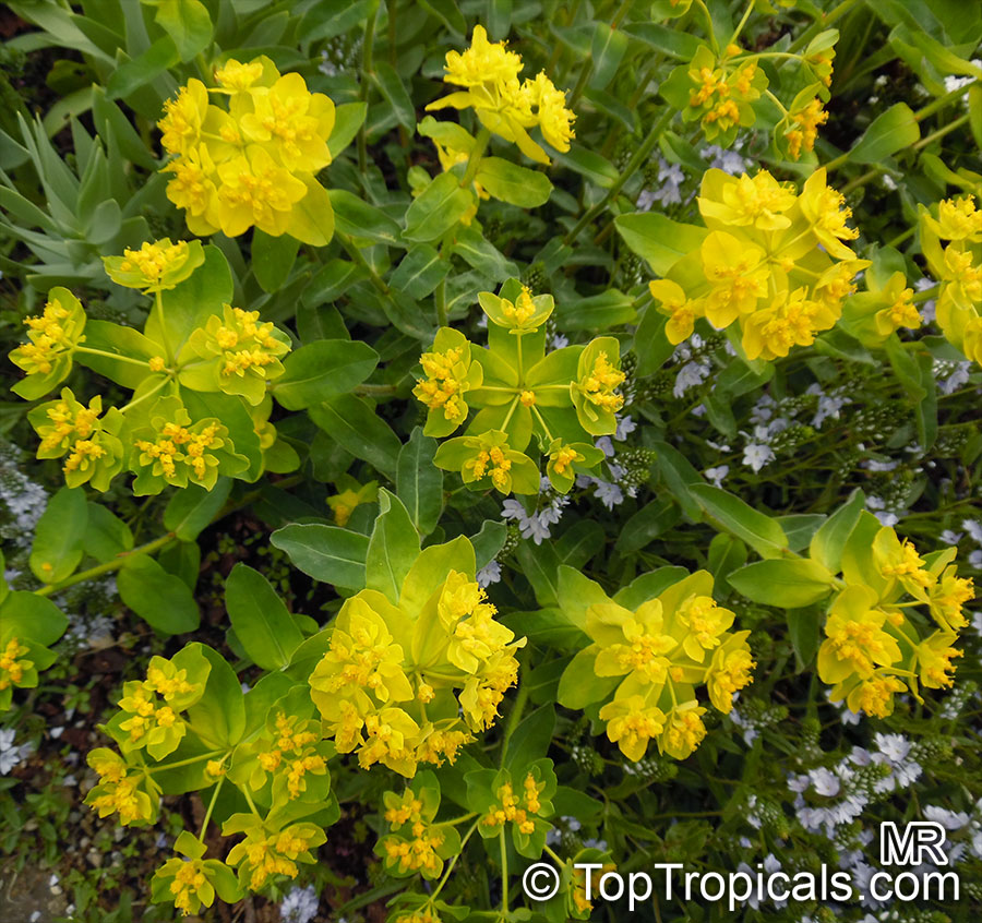 Euphorbia epithymoides, Euphorbia polychroma, Cushion Spurge