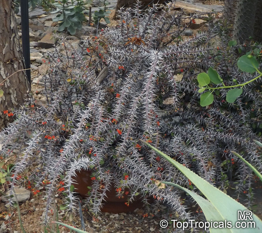Euphorbia milii, Crown of thorns