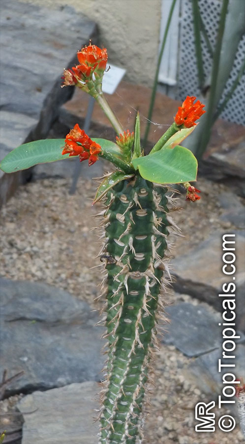 Euphorbia viguieri, Euphorbia