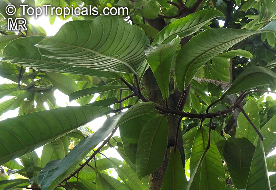 Ficus saussureana, Ficus afzelii, Ficus eriobotryoides, Ficus princeps, Loquat Leaf Fig