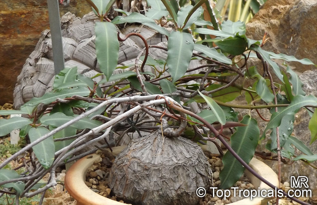 Fockea angustifolia, Fockea tugelensis, Fockea