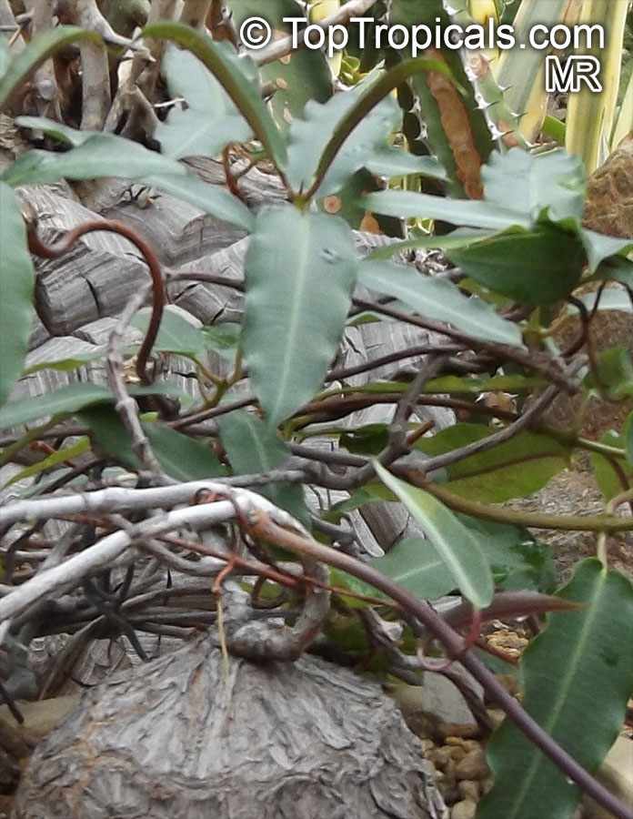 Fockea angustifolia, Fockea tugelensis, Fockea