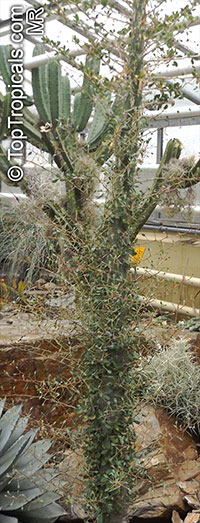 Fouquieria columnaris, Idria columnaris, Boojum Tree

Click to see full-size image