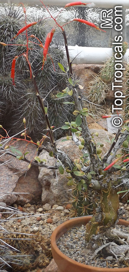 Fouquieria macdougalii, Mexican Tree Ocotillo