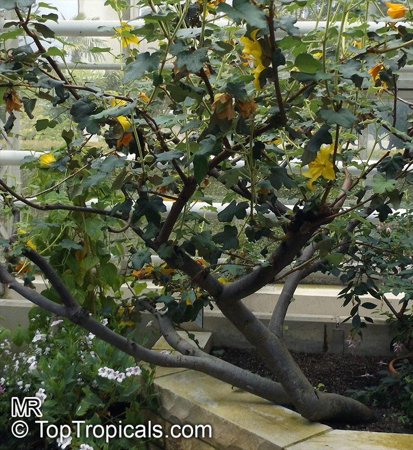 Fremontodendron californicum, California Flannelbush, California Fremontia