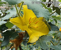Fremontodendron californicum, California Flannelbush, California Fremontia

Click to see full-size image