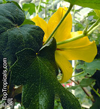 Fremontodendron californicum, California Flannelbush, California Fremontia

Click to see full-size image