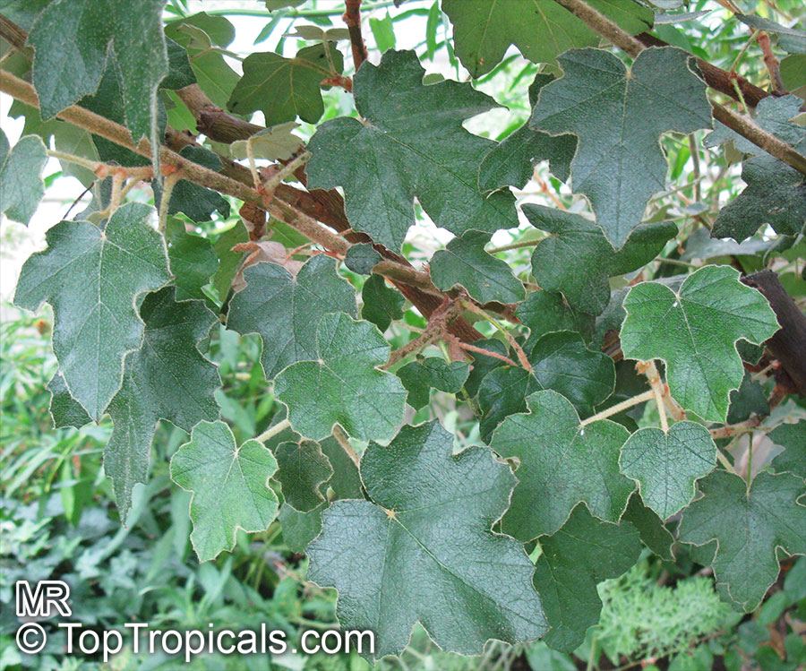 Fremontodendron californicum, California Flannelbush, California Fremontia