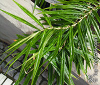 Freycinetia cumingiana, Freycinetia multiflora, Climbing Pandanus, Flowering Pandanus

Click to see full-size image