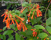 Fuchsia abrupta, Fuchsia

Click to see full-size image