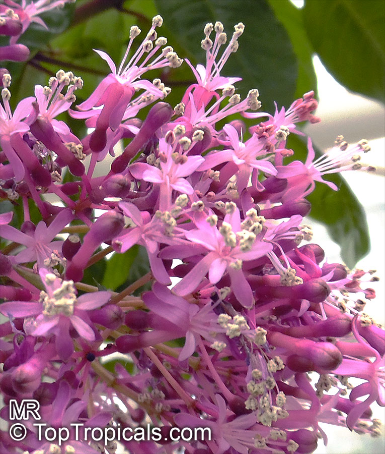 Fuchsia arborescens, Lilac Fuchsia