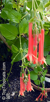 Fuchsia fulgens, Fuchsia

Click to see full-size image