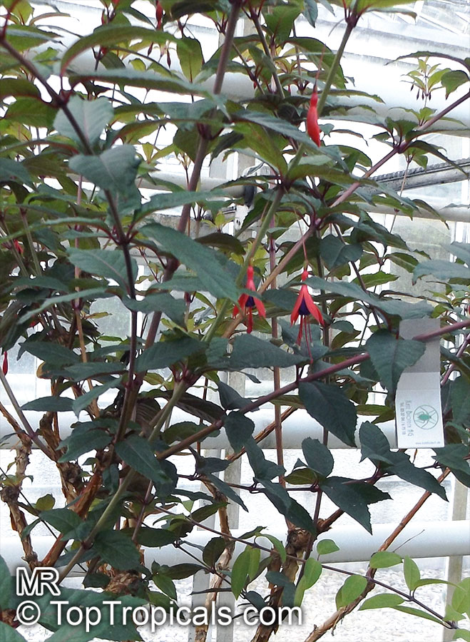 Fuchsia sp., Fuchsia. Fuchsia hatschbachii