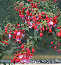 Fuchsia x hybrida, Fuchsia Hybrid

Click to see full-size image