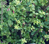Fuchsia microphylla, Fuchsia

Click to see full-size image