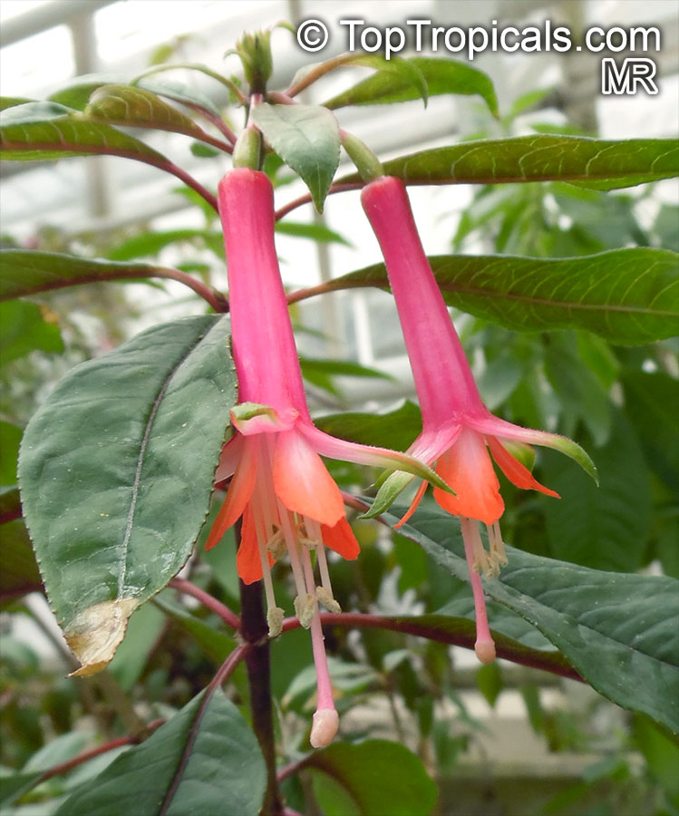 Fuchsia sp., Fuchsia
