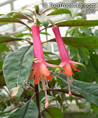 Fuchsia sp., Fuchsia

Click to see full-size image