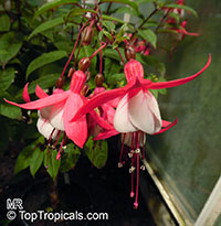 Fuchsia sp., Fuchsia

Click to see full-size image