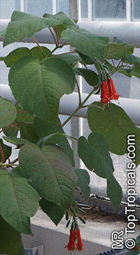 Fuchsia splendens, Fuchsia cordifolia, Fuchsia

Click to see full-size image