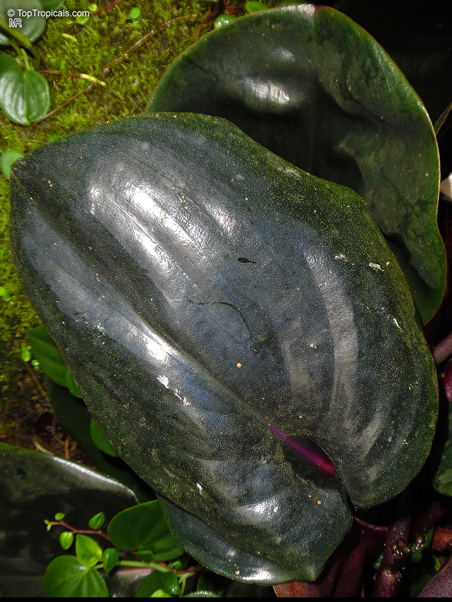 Geogenanthus ciliatus