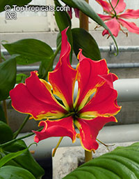 Gloriosa superba, Glory Lily, Climbing Lily, Flame Lily

Click to see full-size image