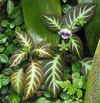 Gloxinella lindeniana, Gloxinia lindeniana, Kohleria lindeniana, Gloxinella

Click to see full-size image