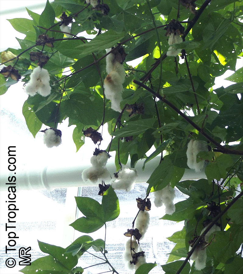 Gossypium barbadense, Gossypium peruvianum , Pima cotton