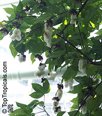 Gossypium barbadense, Gossypium peruvianum , Pima cotton

Click to see full-size image