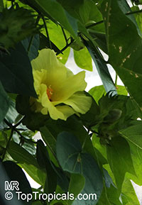 Gossypium barbadense, Gossypium peruvianum , Pima cotton