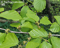 Hamamelis virginiana, American Witch-Hazel

Click to see full-size image