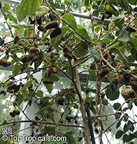 Helicteres jamaicensis, Cork screw, Cowbush, Jamaica Screw Tree,Salz-Bush, Cow Bush, Blind-eye Bush 

Click to see full-size image