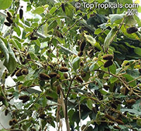 Helicteres jamaicensis, Cork screw, Cowbush, Jamaica Screw Tree,Salz-Bush, Cow Bush, Blind-eye Bush 

Click to see full-size image