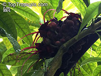 Herrania nitida, Theobroma nitidum, Monkey Cocoa

Click to see full-size image