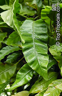 Humata heterophylla, Davallia heterophylla, Humata

Click to see full-size image